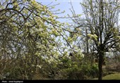 شکوفه‌های بهاری درختان گلابی - گیلان