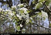 شکوفه‌های بهاری درختان گلابی - گیلان