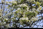 شکوفه‌های بهاری درختان گلابی - گیلان