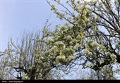 شکوفه‌های بهاری درختان گلابی - گیلان