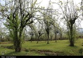 شکوفه‌های بهاری درختان گلابی - گیلان