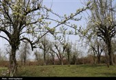 شکوفه‌های بهاری درختان گلابی - گیلان