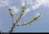 شکوفه‌های بهاری درختان گلابی - گیلان