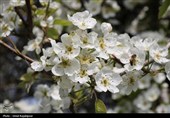 شکوفه‌های بهاری درختان گلابی - گیلان