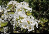 شکوفه‌های بهاری درختان گلابی - گیلان