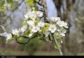 شکوفه‌های بهاری درختان گلابی - گیلان