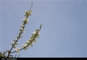 شکوفه‌های بهاری درختان گلابی - گیلان