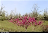 شکوفه‌های بهاری درختان گلابی - گیلان