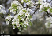 شکوفه‌های بهاری درختان گلابی - گیلان