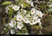 شکوفه‌های بهاری درختان گلابی - گیلان