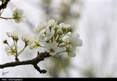 شکوفه‌های بهاری درختان گلابی - گیلان