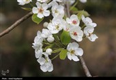 شکوفه‌های بهاری درختان گلابی - گیلان