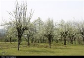شکوفه‌های بهاری درختان گلابی - گیلان