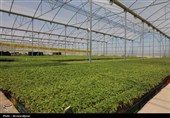 گلخانه‌داران اشکذر برای احتمال محدودیت گاز آماده می‌شوند