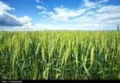 بیماری زنگ زرد گندم مزارع کهگیلویه را تهدید نمی‌کند
