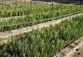 گزارش| زراعت چوب در 780 هکتار از اراضی سمنان