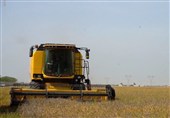آغاز عملیات برداشت 9500 تن گندم در مزارع شهرستان بوشهر