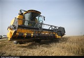 آغاز برداشت گندم از بیش از 117 هزار هکتار مزارع استان بوشهر
