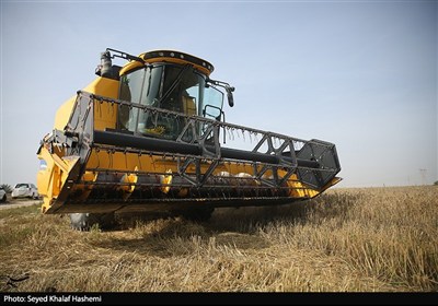 آغاز برداشت گندم از بیش از 117 هزار هکتار مزارع استان بوشهر