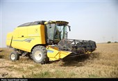 آغاز برداشت گندم از بیش از 117 هزار هکتار مزارع استان بوشهر