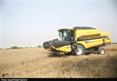آغاز برداشت گندم از بیش از 117 هزار هکتار مزارع استان بوشهر