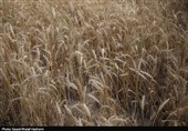 آغاز برداشت گندم از بیش از 117 هزار هکتار مزارع استان بوشهر