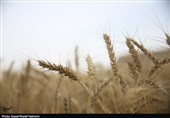 آغاز برداشت گندم از بیش از 117 هزار هکتار مزارع استان بوشهر