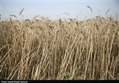 آغاز برداشت گندم از بیش از 117 هزار هکتار مزارع استان بوشهر