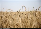 آغاز برداشت گندم از بیش از 117 هزار هکتار مزارع استان بوشهر
