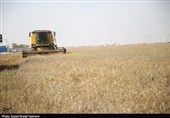 آغاز برداشت گندم از بیش از 117 هزار هکتار مزارع استان بوشهر
