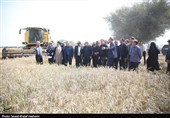 آغاز برداشت گندم از بیش از 117 هزار هکتار مزارع استان بوشهر