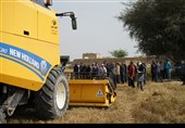 آغاز برداشت گندم از بیش از 117 هزار هکتار مزارع استان بوشهر