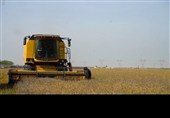 آغاز برداشت گندم از بیش از 117 هزار هکتار مزارع استان بوشهر