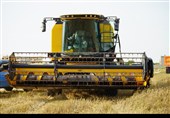 آغاز برداشت گندم از بیش از 117 هزار هکتار مزارع استان بوشهر