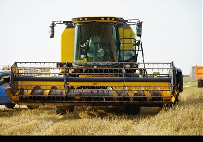 گندم کردستان در آستانه رکورد؛ تولید یک میلیون تن به همت کشاورزان