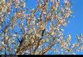 طراوت عینالی و رقص شکوفه‌ها؛ ثبت قاب‌های امیدبخش فردای بارش‌ بهاری