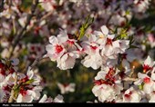 طراوت عینالی و رقص شکوفه‌ها؛ ثبت قاب‌های امیدبخش فردای بارش‌ بهاری