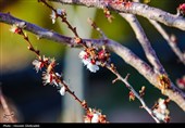 طراوت عینالی و رقص شکوفه‌ها؛ ثبت قاب‌های امیدبخش فردای بارش‌ بهاری