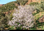 طراوت عینالی و رقص شکوفه‌ها؛ ثبت قاب‌های امیدبخش فردای بارش‌ بهاری