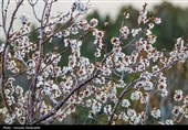طراوت عینالی و رقص شکوفه‌ها؛ ثبت قاب‌های امیدبخش فردای بارش‌ بهاری