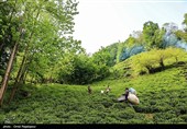 آغاز برداشت نوبرانه چای در لاهیجان