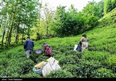 آغاز برداشت نوبرانه چای در لاهیجان