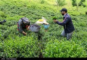 آغاز برداشت نوبرانه چای در لاهیجان