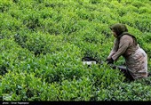 آغاز برداشت نوبرانه چای در لاهیجان