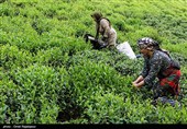 آغاز برداشت نوبرانه چای در لاهیجان