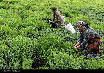 آغاز برداشت نوبرانه چای در لاهیجان