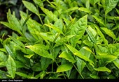 آغاز برداشت نوبرانه چای در لاهیجان