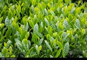 آغاز برداشت نوبرانه چای در لاهیجان