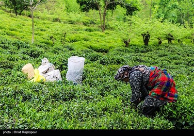 آغاز برداشت نوبرانه چای در لاهیجان