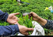 آغاز برداشت نوبرانه چای در لاهیجان
